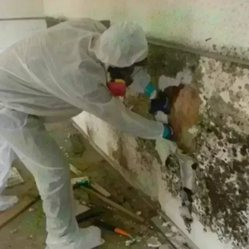 Mold Remediation and Removal in Wauna, WA